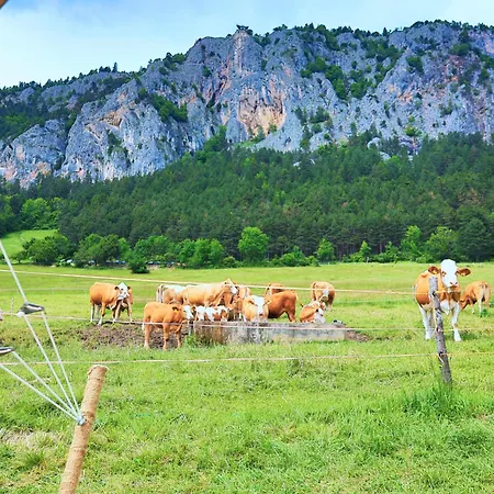 Glamping Hohe Wand - Kuppelzelt 